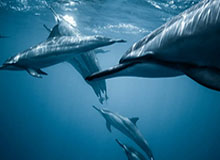 开云线上入口-100∶93 中国男篮逆转中国台北队